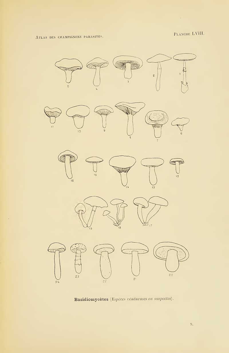 Pen drawings of mushrooms