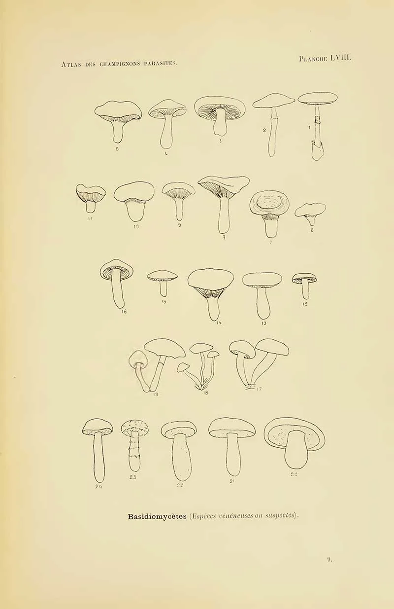 Pen drawings of mushrooms