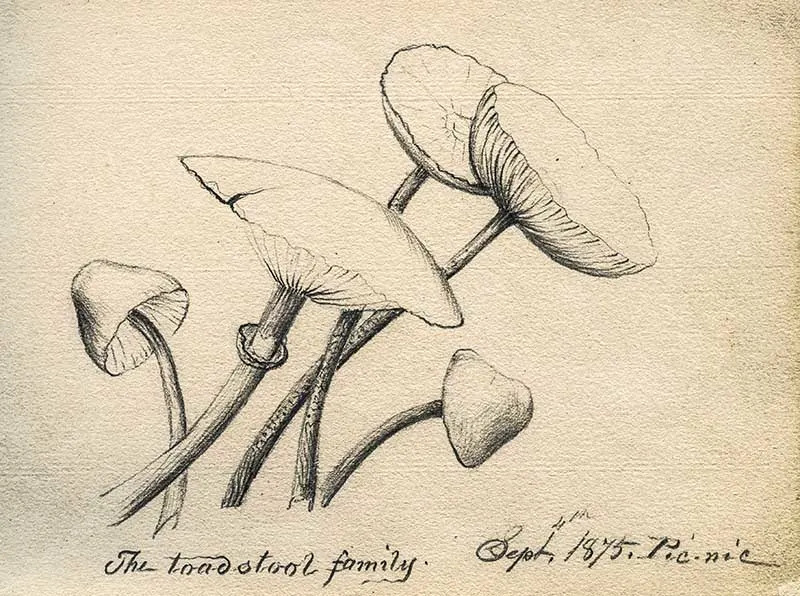 the toadstool family Schnell 1875