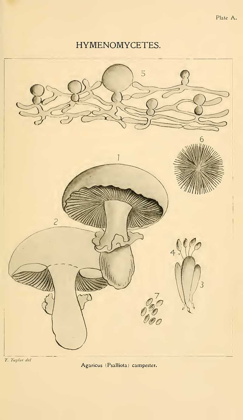 Mushroom sketches from the Students handbook