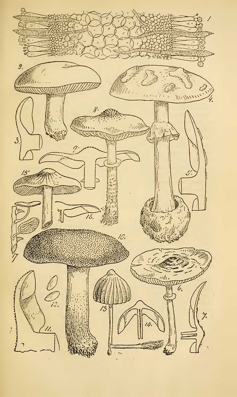 british mushroom drawings
