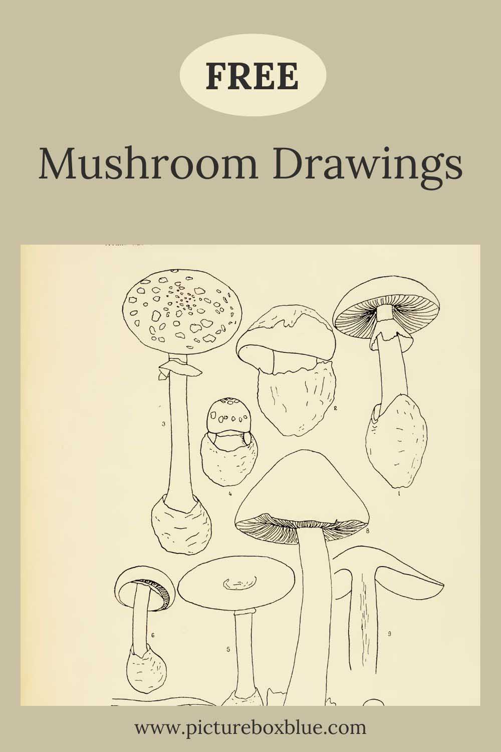 Free mushroom drawings
