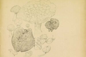 mushroom drawings