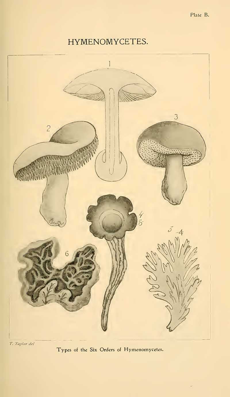 six types of mushrooms