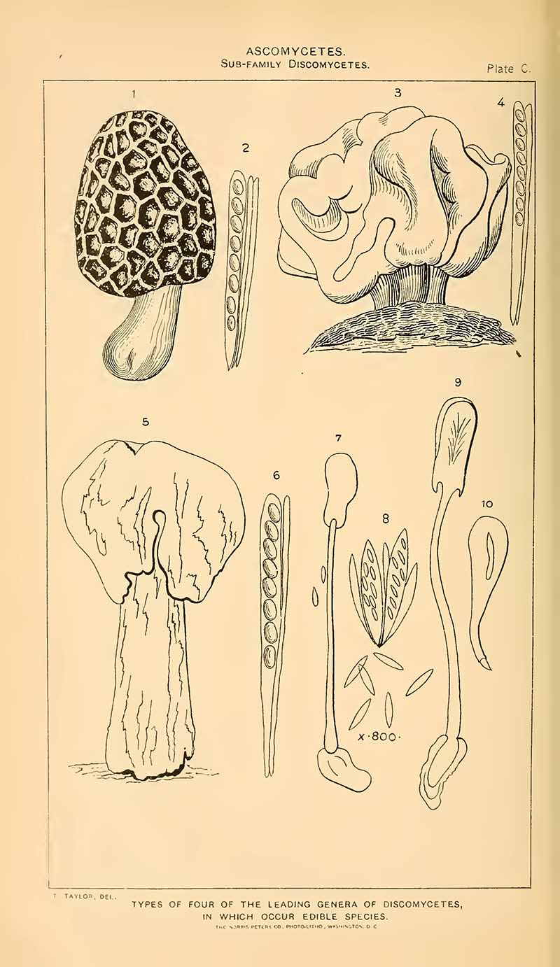 fungi sketch
