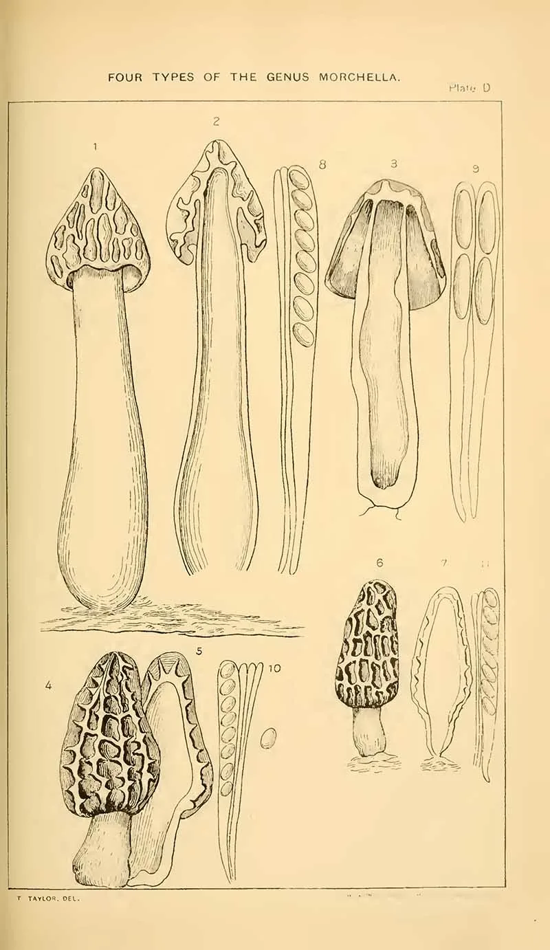 mushroom drawings morels