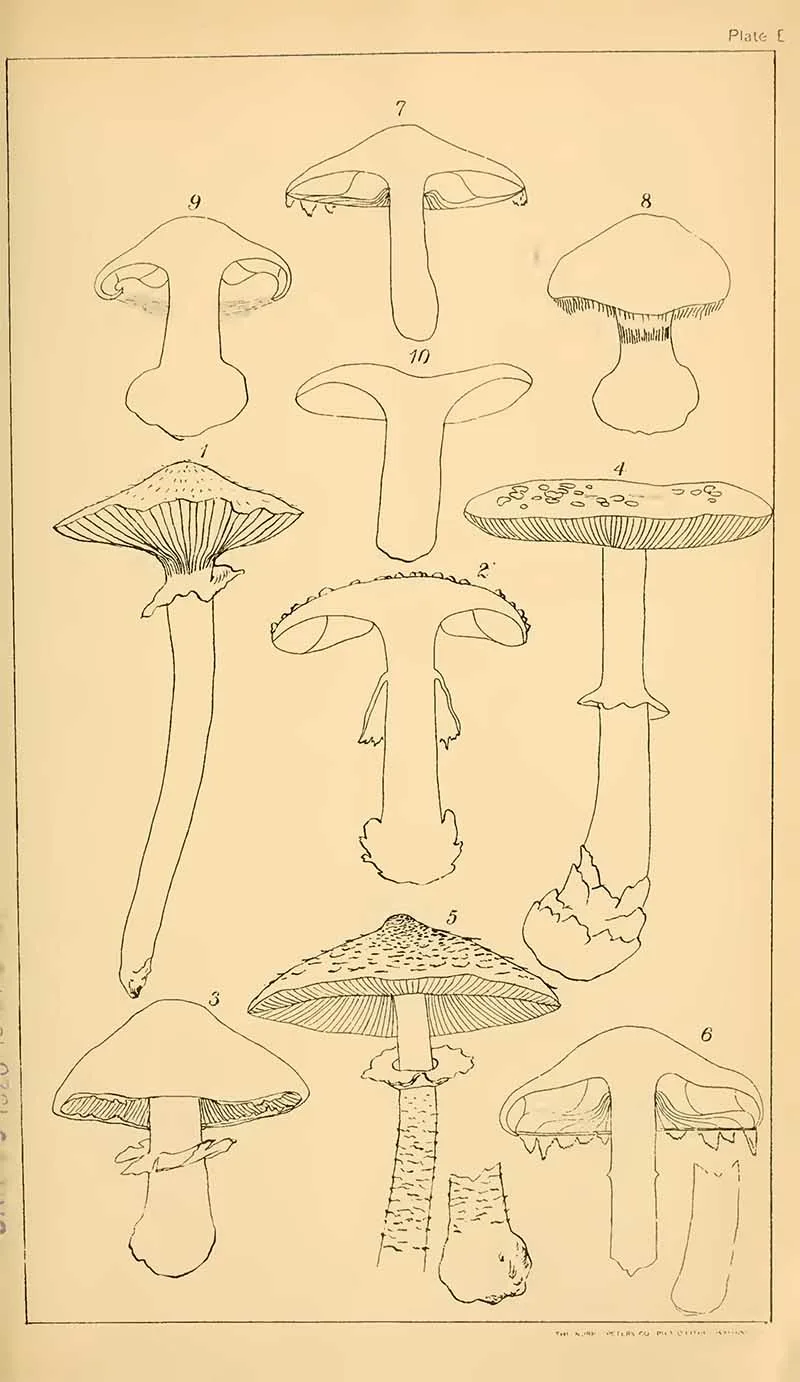 mushroom ring drawings