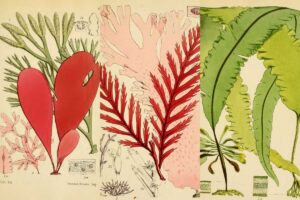 Vintage Seaweed & Algae prints
