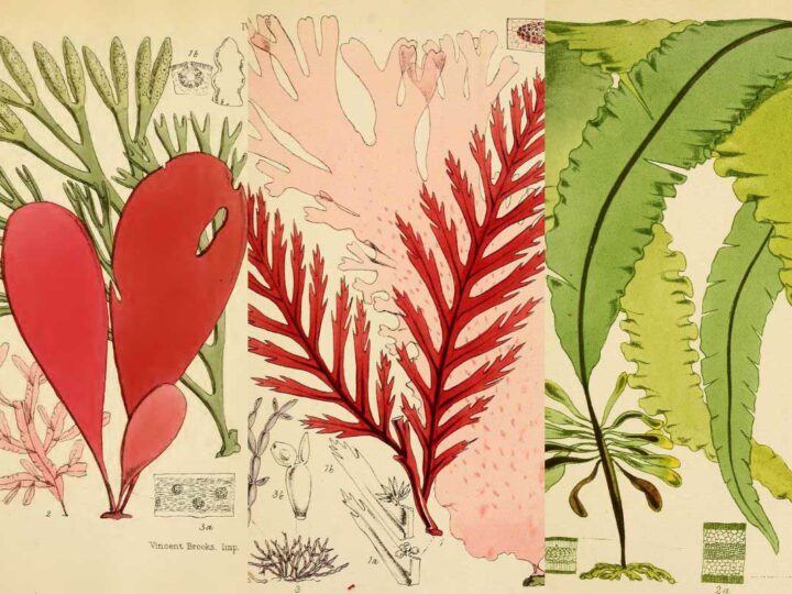 Vintage Seaweed & Algae prints