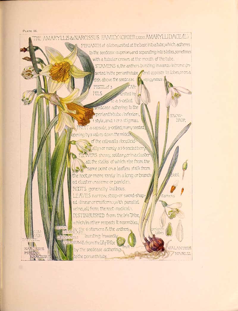 Vintage wild flower illustrations of amarylis and narcissus family