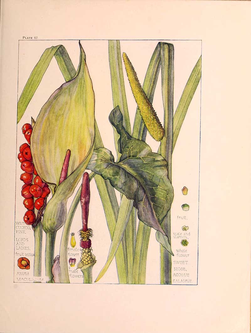 Arum family wild flower illustrations