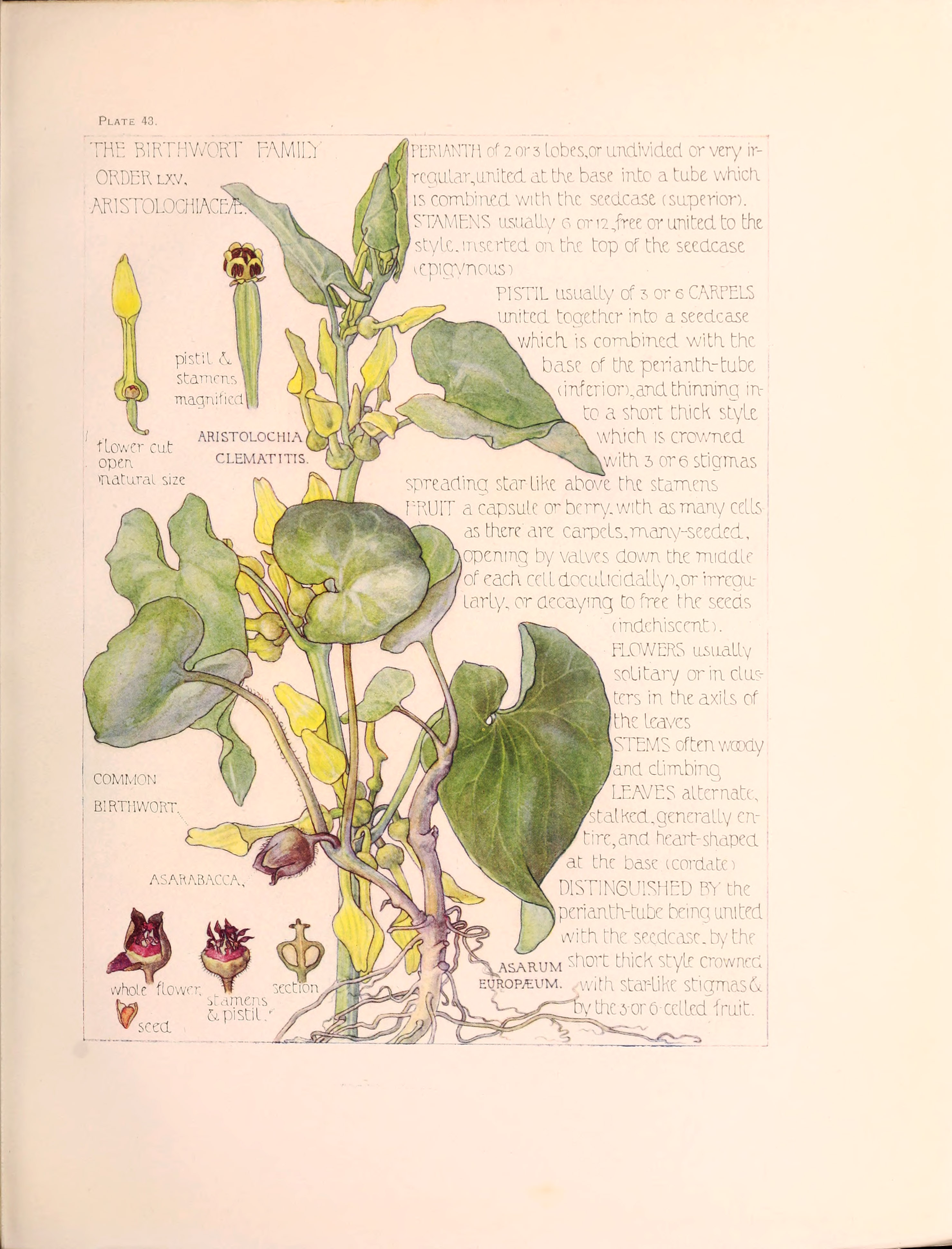 31 Free Beautiful Botanical Wild Flower Illustrations That Are Arty 31 Free Beautiful Botanical Wild Flower Illustrations That Are Arty