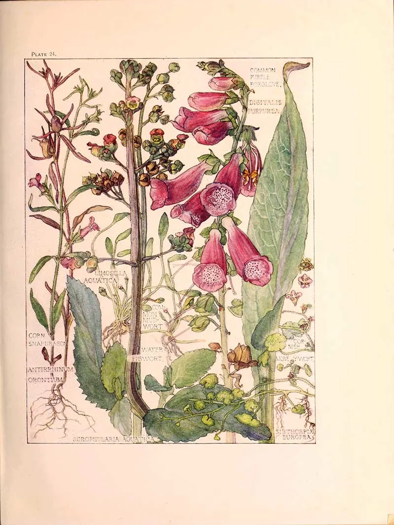 Illustration of British wild flowers in the figwort family including foxgloves