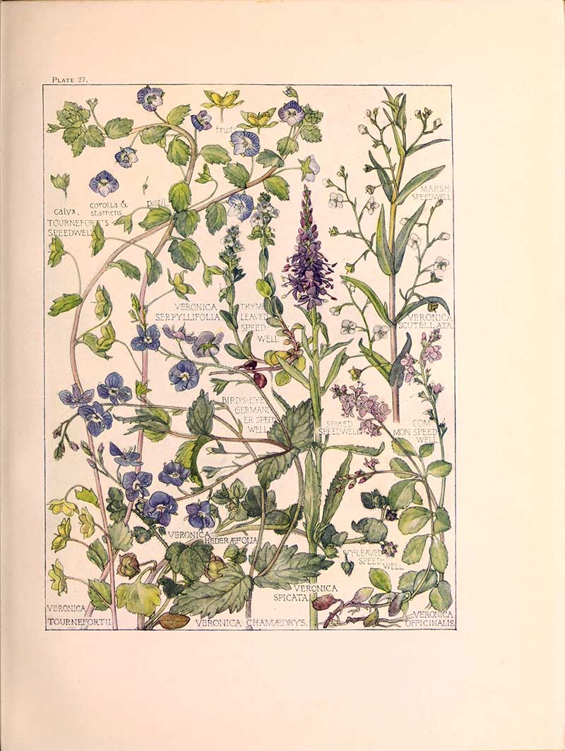 British wild flower illustrations of figworts by Harriet Isabel Adams