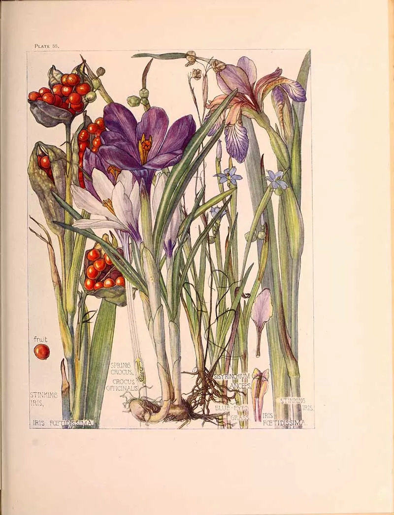 Iris Family Wild Flowers of The British Isles