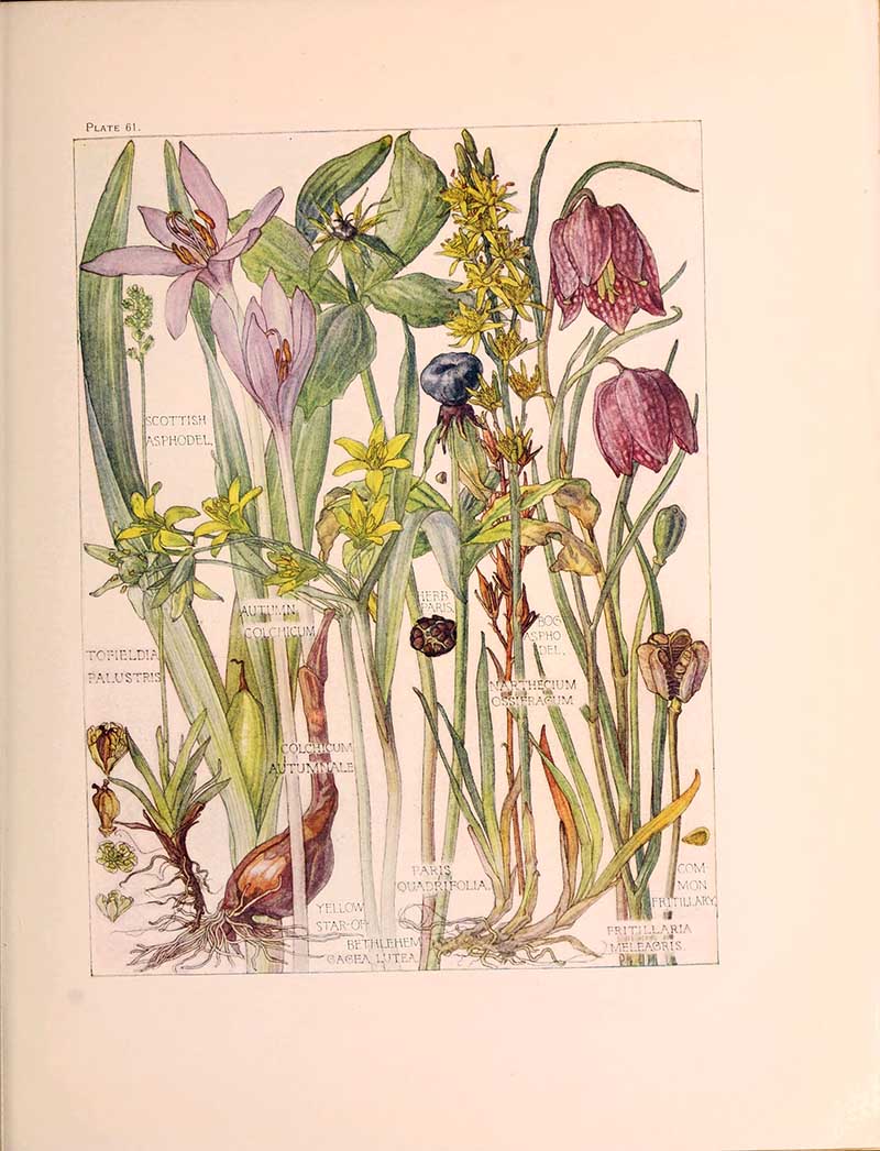 lily family wild flower drawings 2