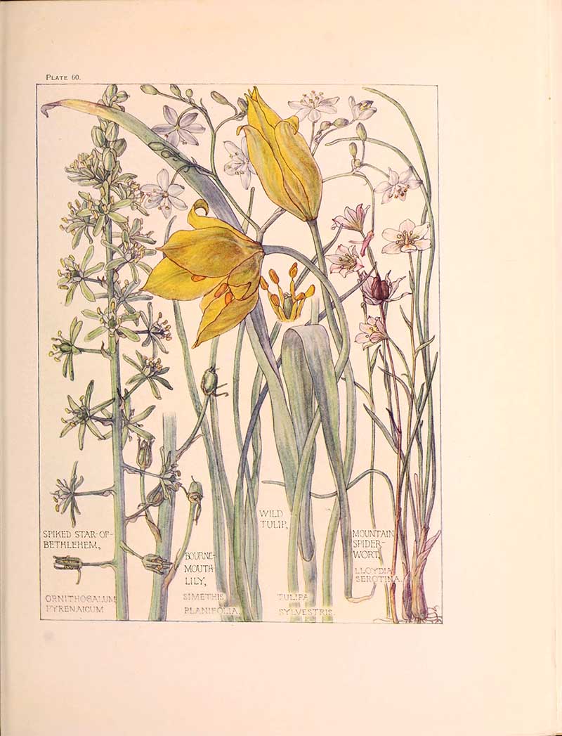 lily family British wild flower illustrations