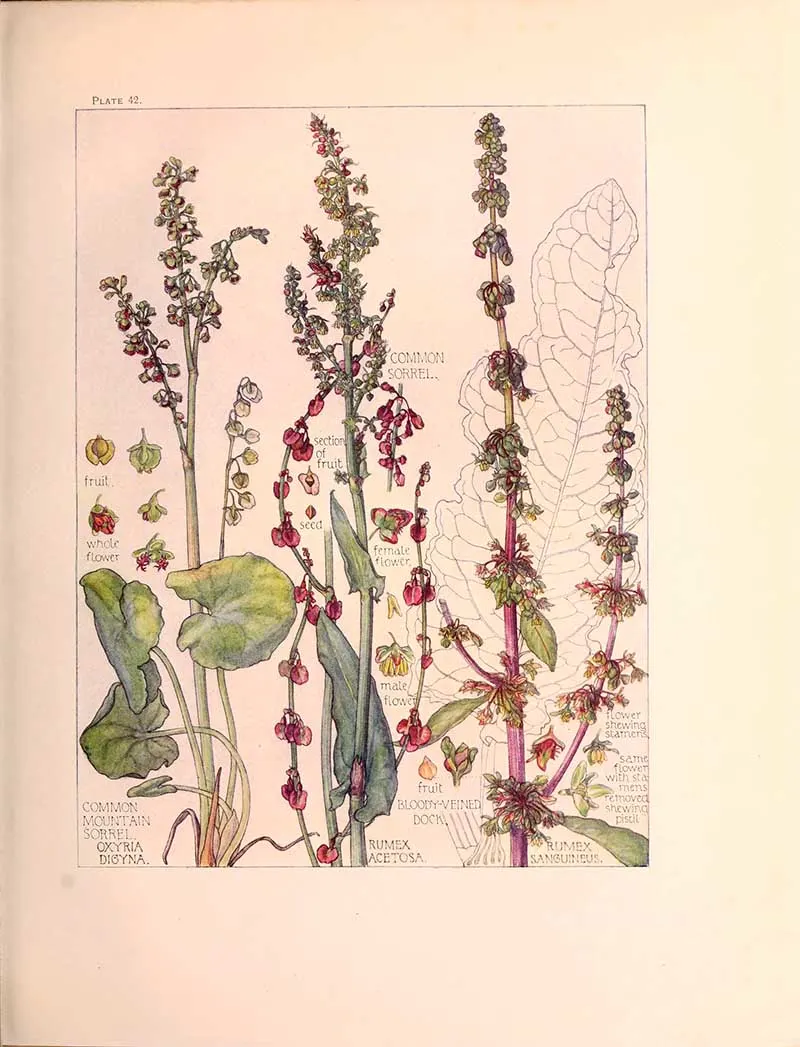 Persicaria Family of British wild flowers by Harriet Adams