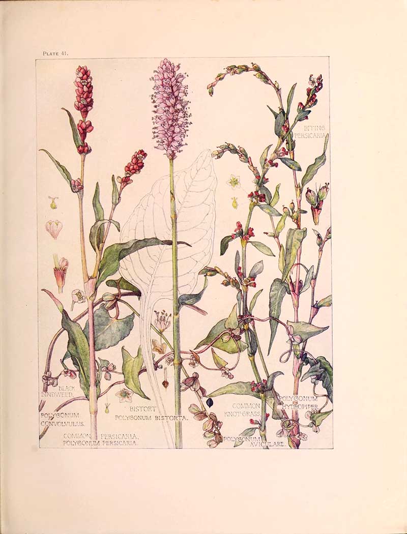 Persicaria-Family-British-Wild-flowers