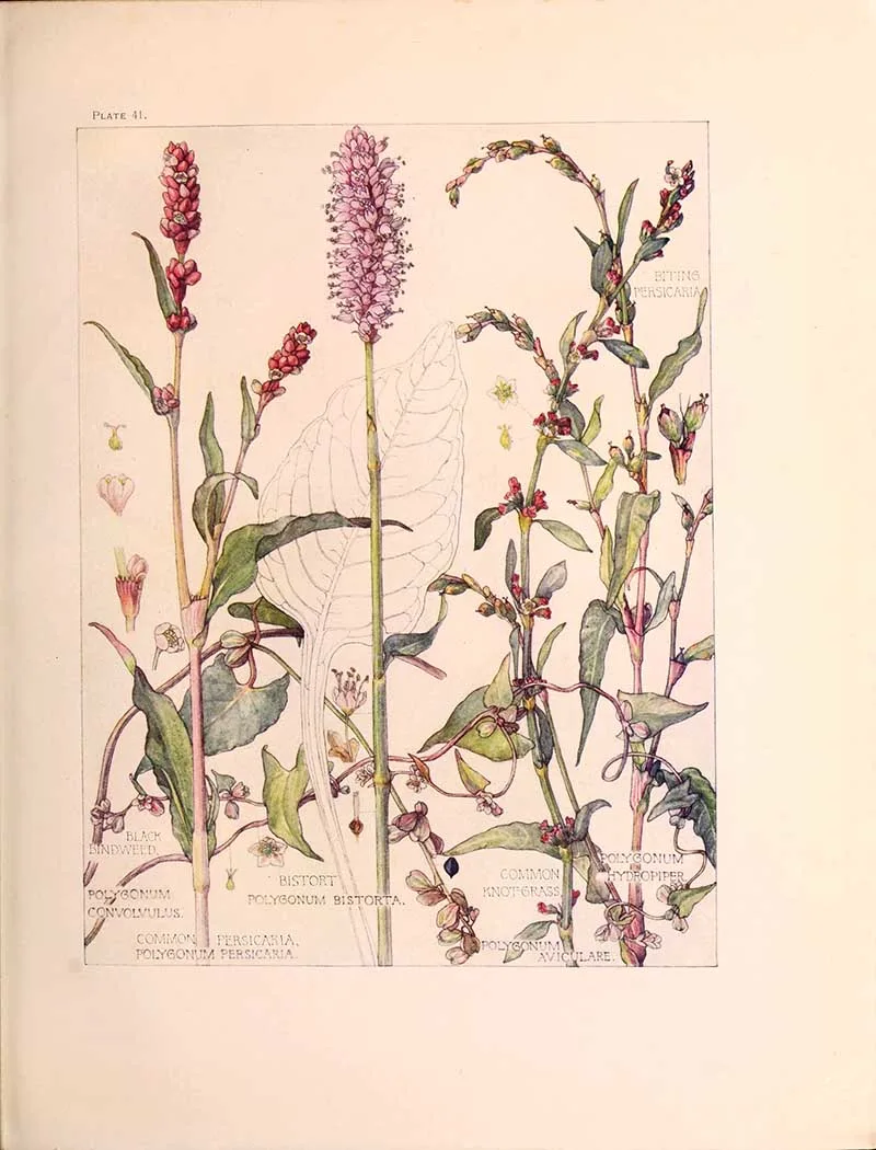 Persicaria-Family-British-Wild-flowers