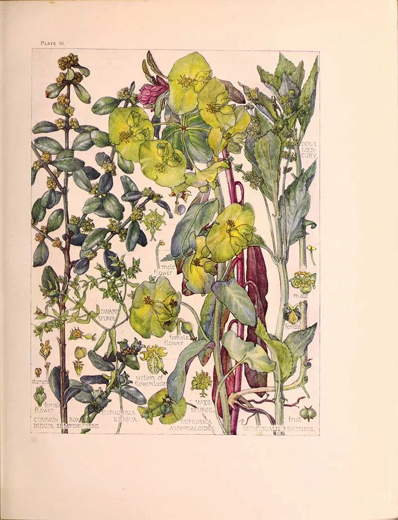 British Wild Flower Illustrations Spurge Family