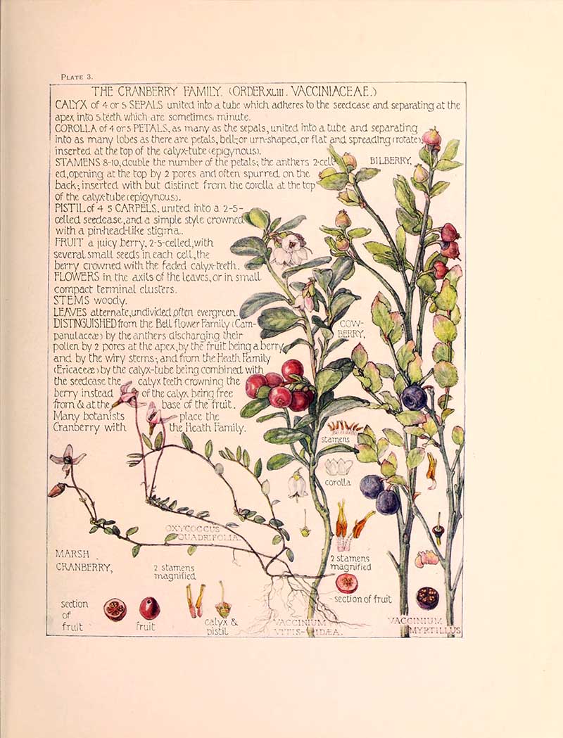 Cranberry Family wild flower illustrations