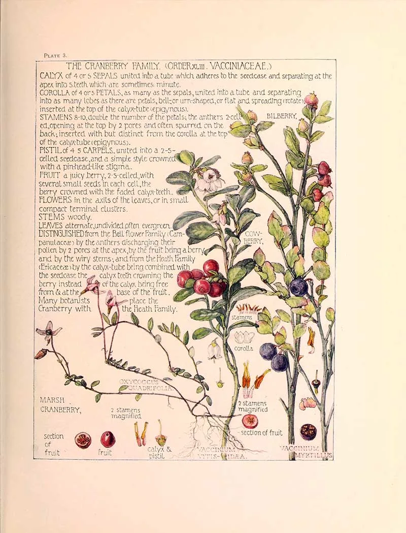 Cranberry Family wild flower illustrations