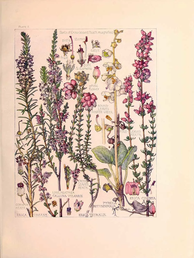 The Heath Family wild flower illustrations
