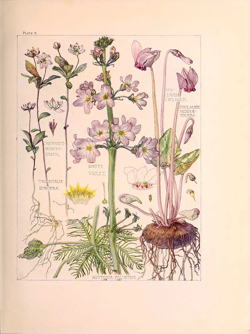 Primrose family lilac flowers