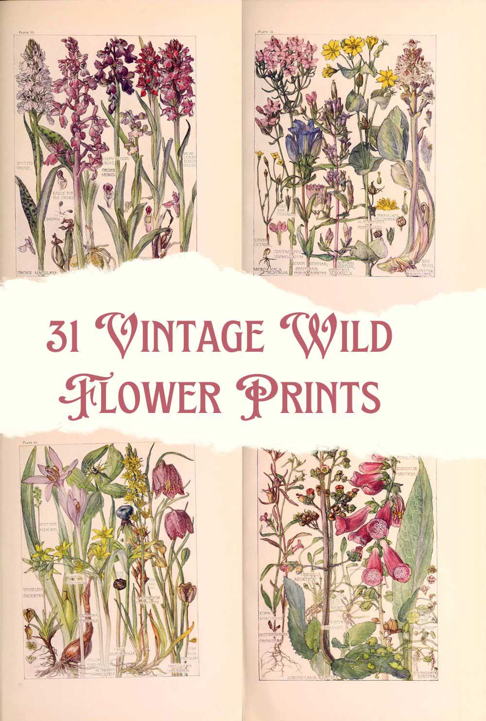 31 Vintage wild flower illustrations pin