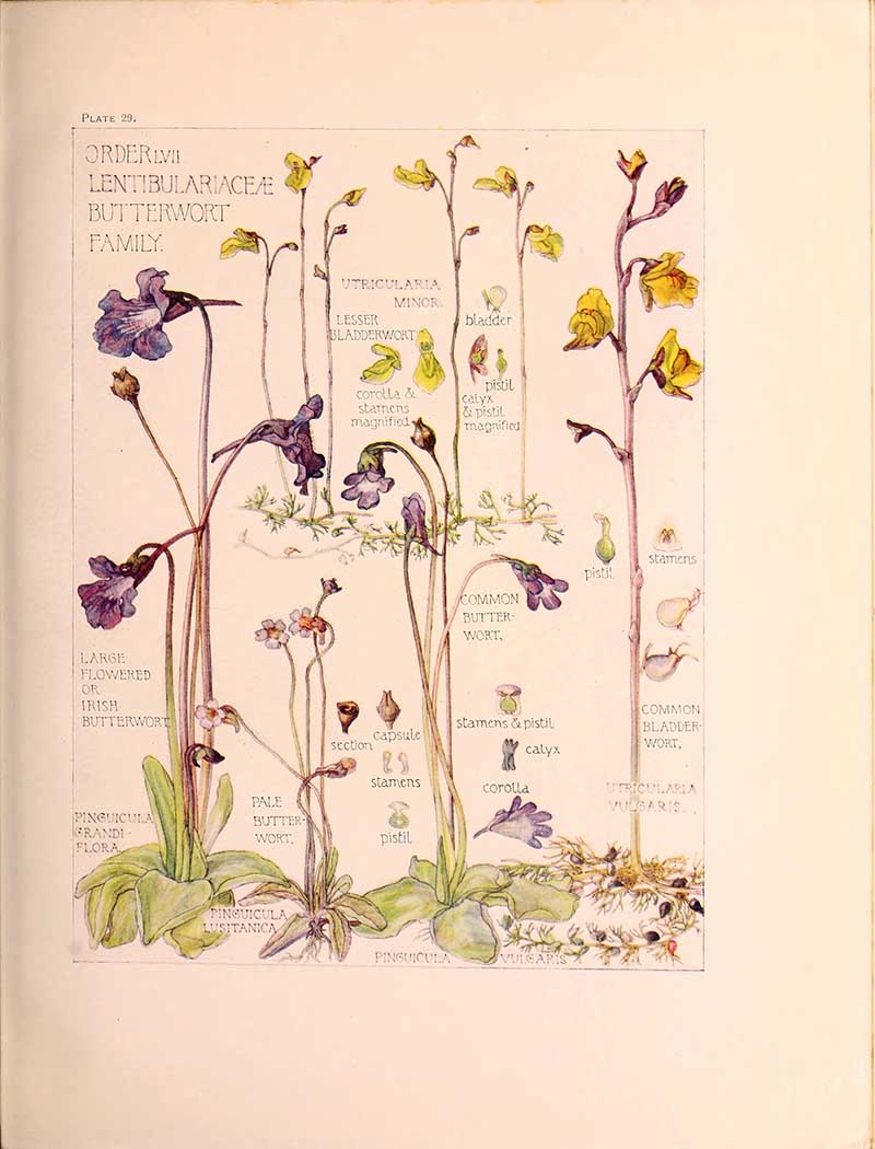 Harriet Adams British wildflowers butterwort