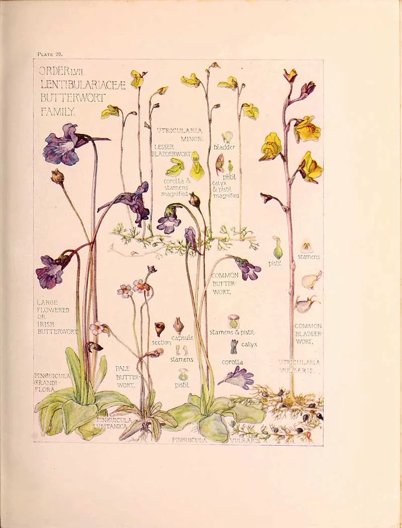Harriet Adams British wildflowers butterwort