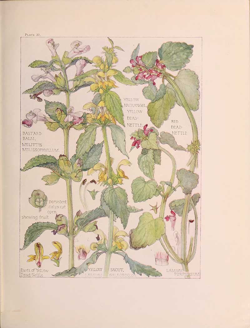 Red and Yellow dead nettle flower drawing by Harriet Adams