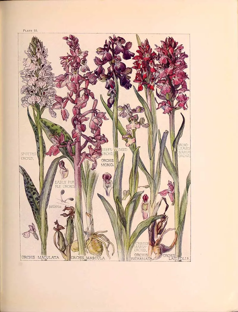 Orchids from Wild Flowers of the British Isles