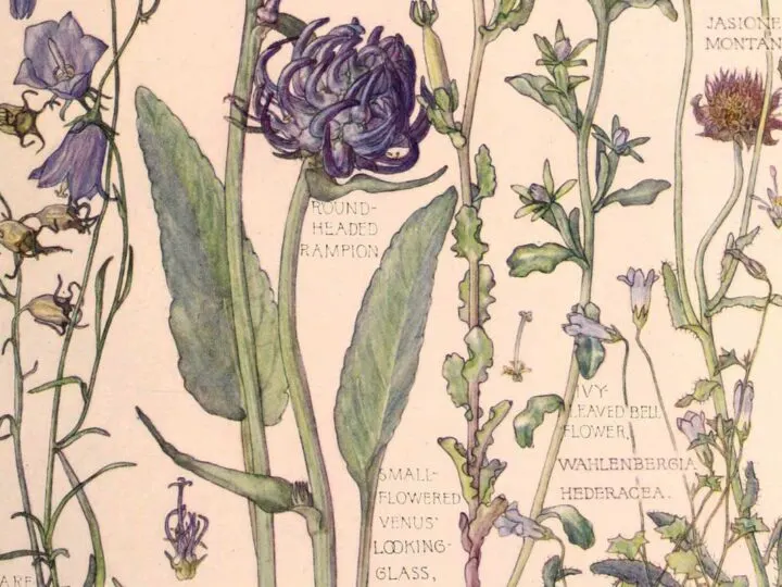 Prints from the Wild Flowers of British Isles by Harriet Adams