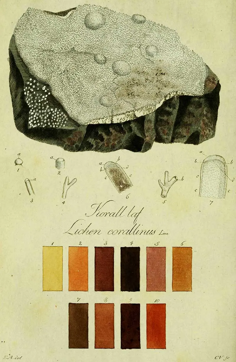 Plate 10- lichen corallinus