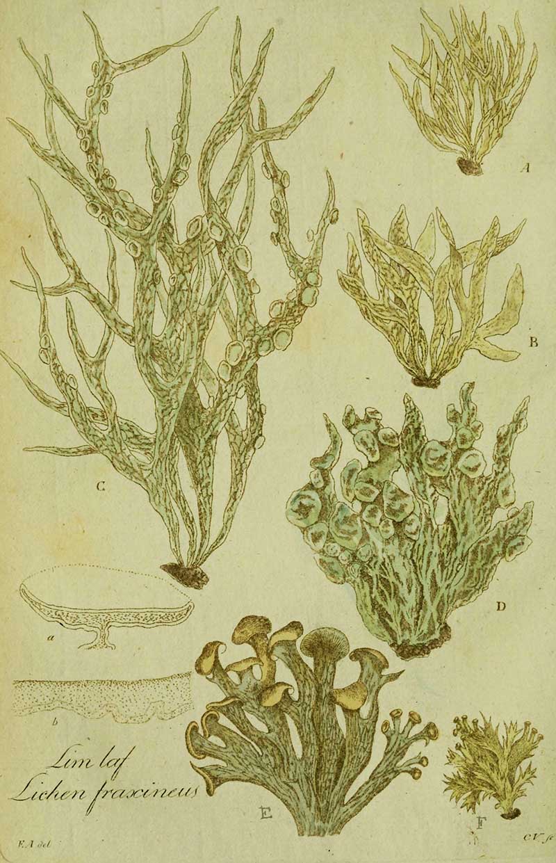 Plate 12- lichen frascineus