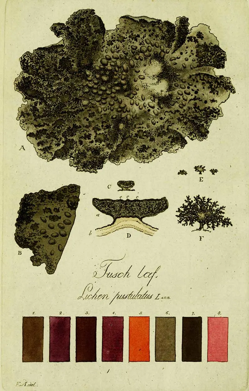 Plate 13- lichen pustulatus