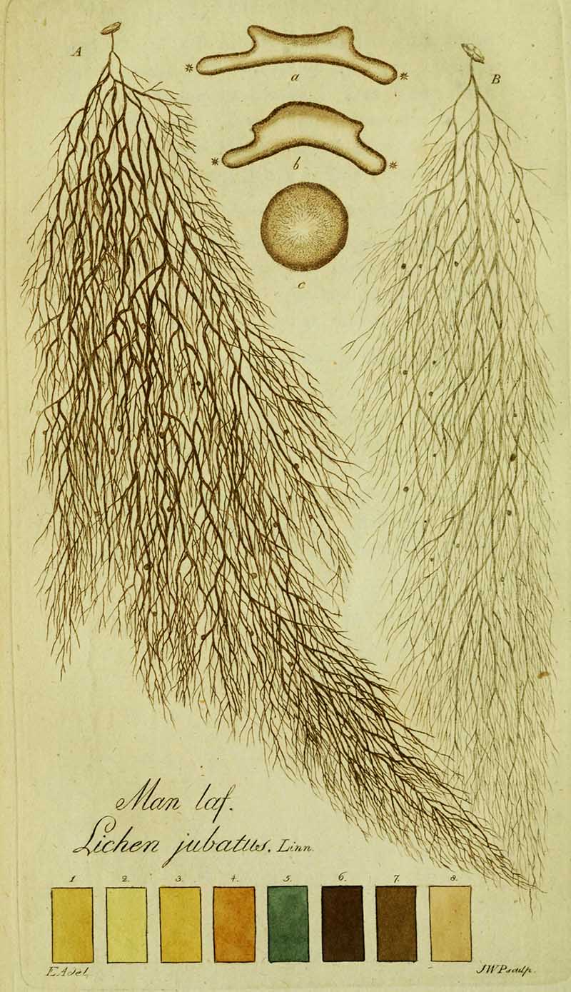 Plate 14- Lichen jubatus