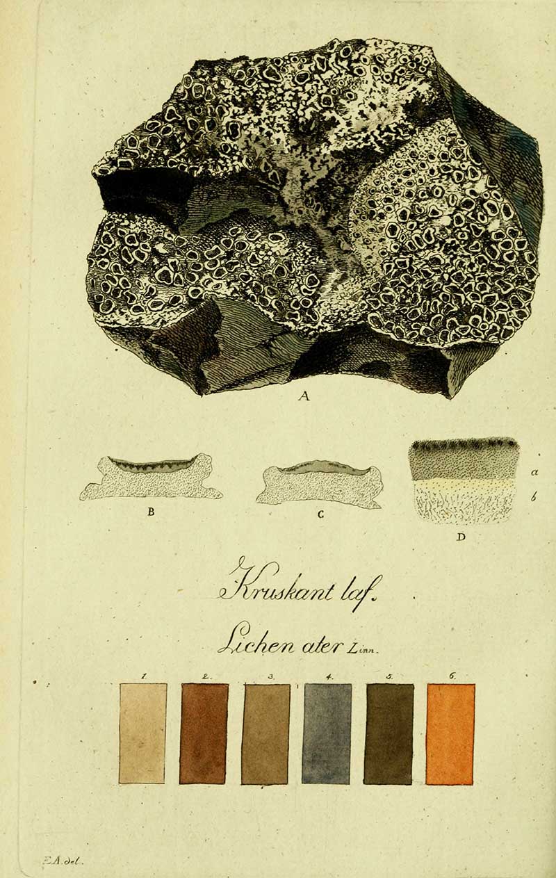 Plate 15- lichen ater