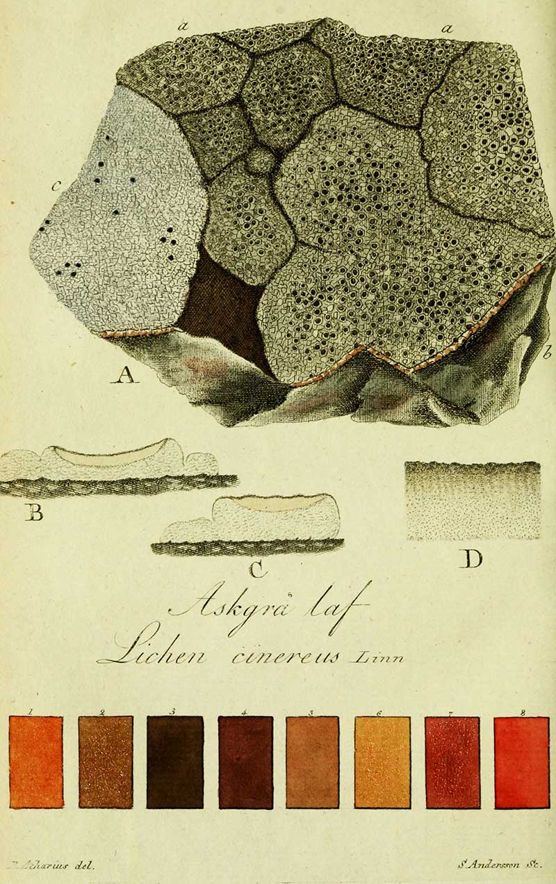 Plate 18- Lichen cinereus