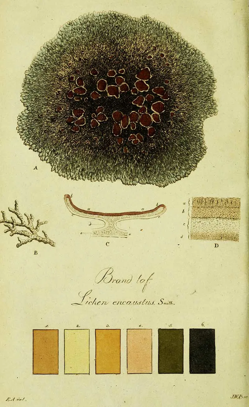 Plate 19- Parmelia encausta