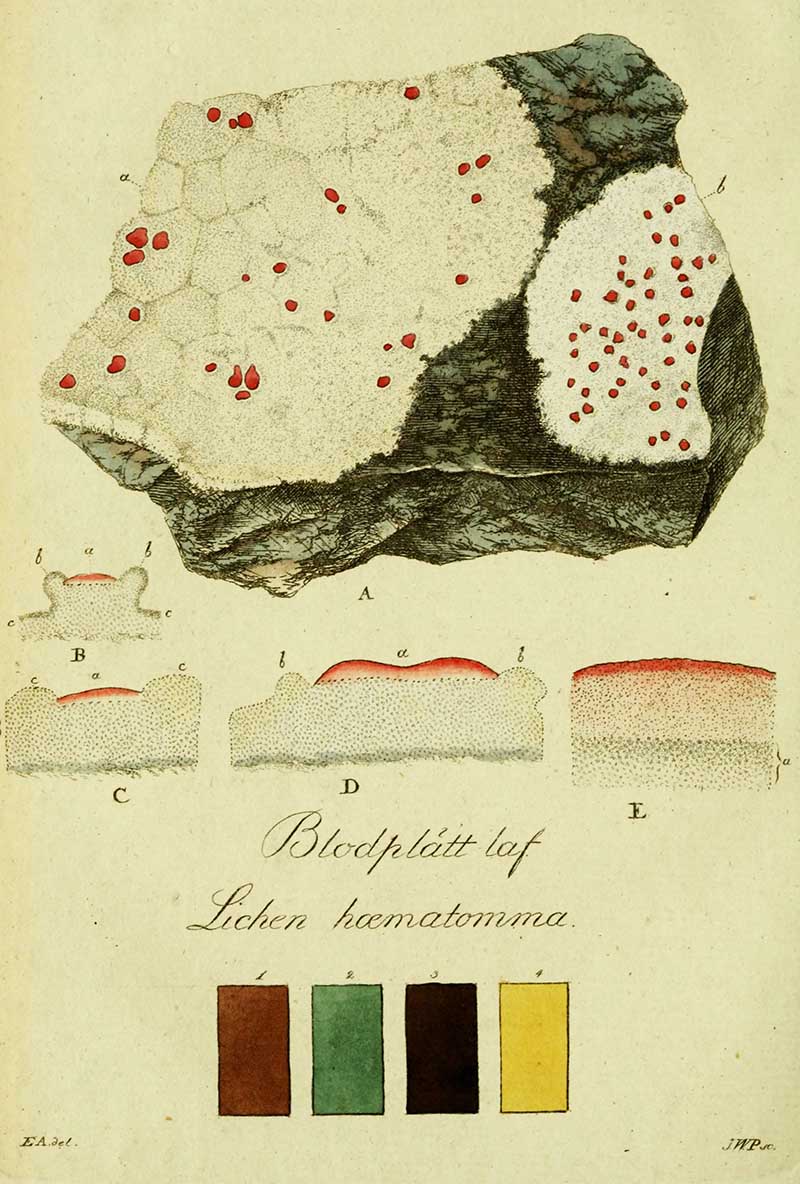 Plate 21- Bloodstain Lichen