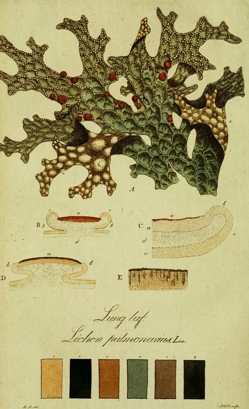 Plate 20- Lung Moss