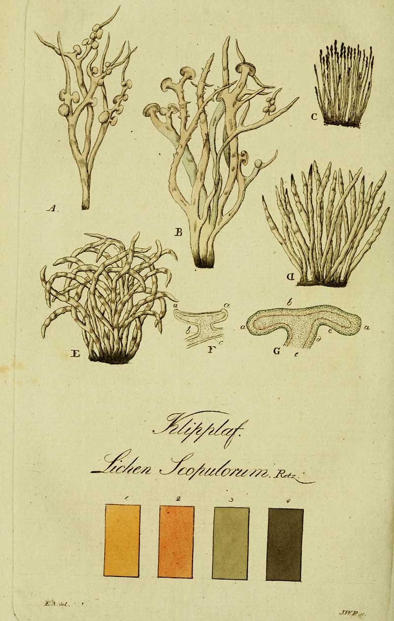 Plate 23: Lichen Scopulorum