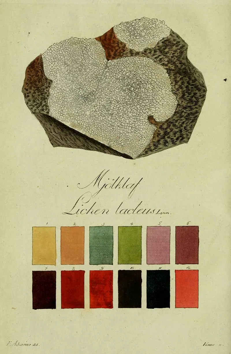 lichen lacteus