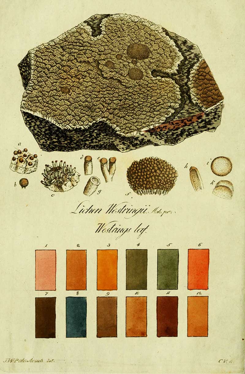 lichen Pseudo-corallinus