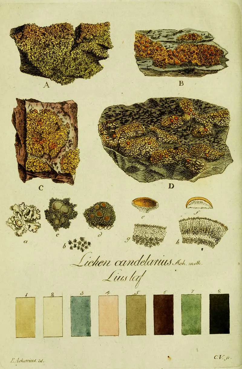 lichen-candelarius
