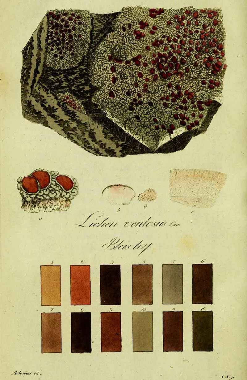 Plate 6 Westring Swedish Lichen Drawings