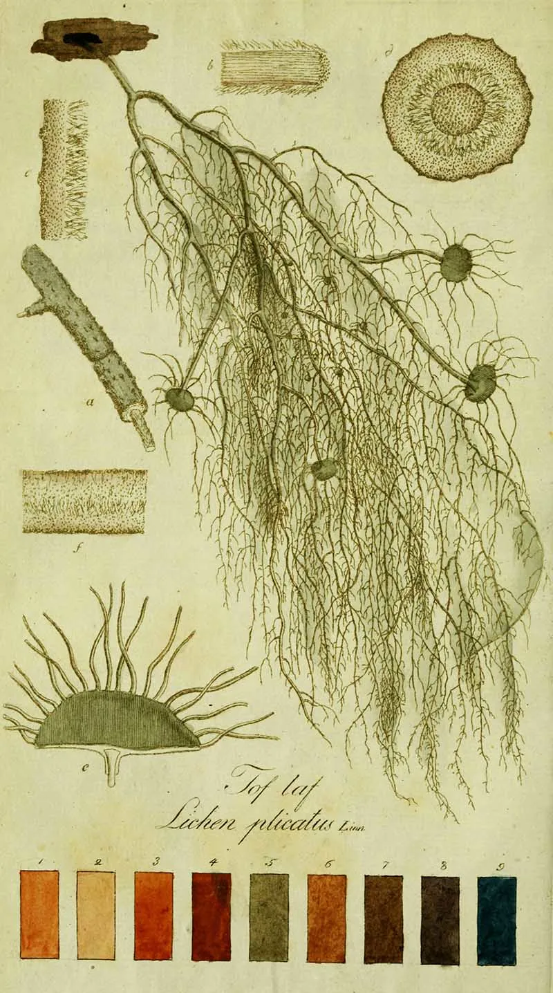 Plate 8: Usnea plicata